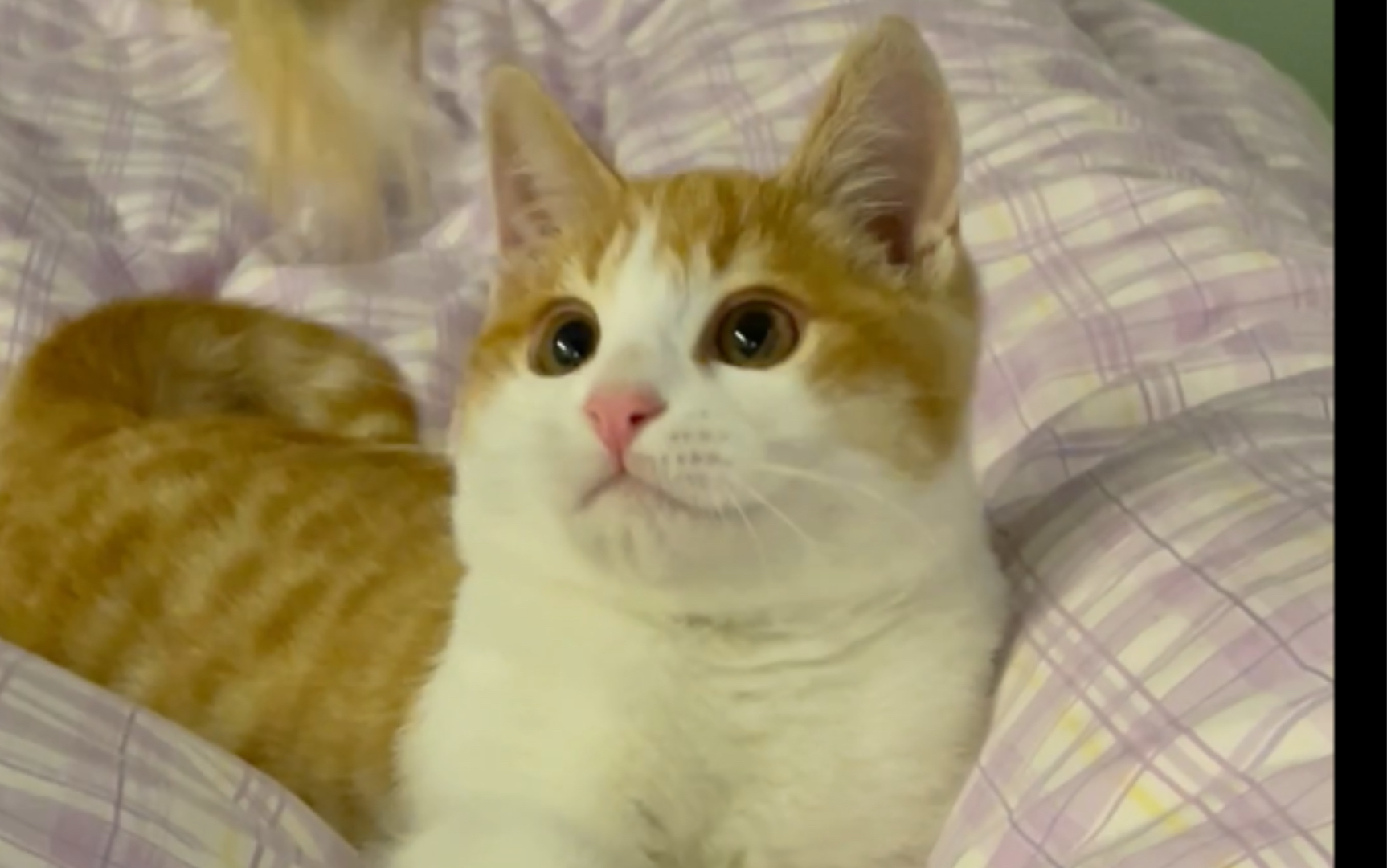 贪玩的三个月大的小奶橘猫