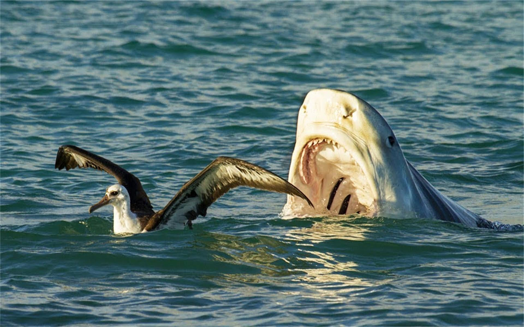 海洋中的战斗,小鲨鱼vs小鸟,第一次生存课,结果如何!
