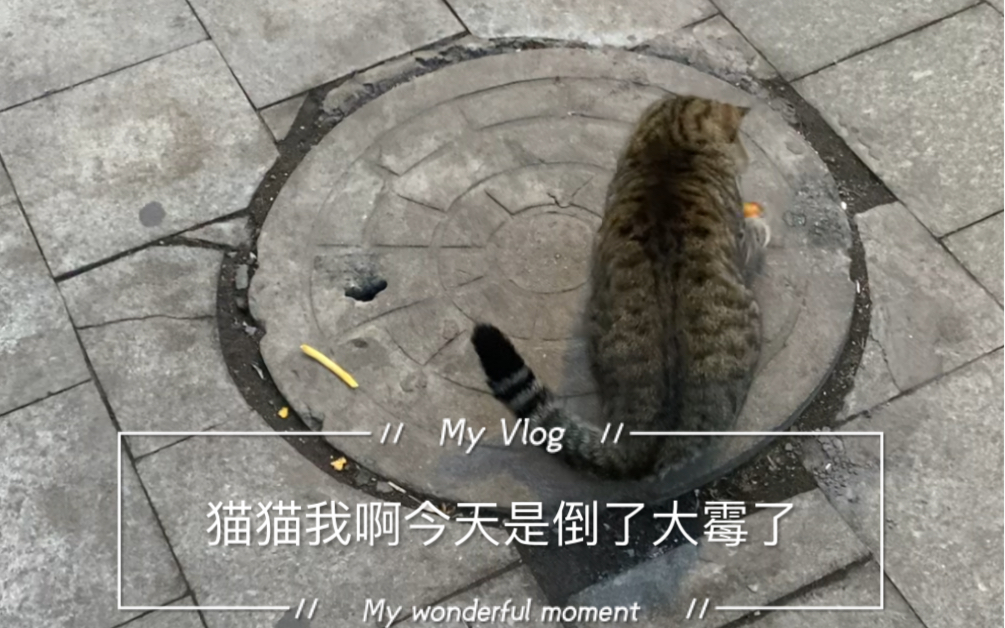 猫猫:我的悲伤辣么大