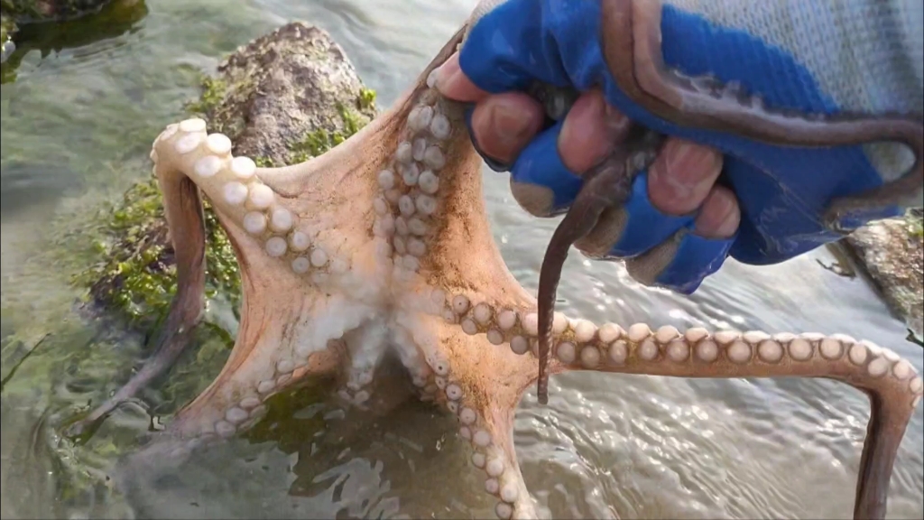 赶海农人:在石头下面发现一只大八爪鱼,这次要发财了