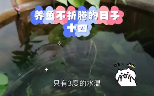 Video herunterladen: 养鱼不折腾的日子十四，降温了，小金鱼3度水温下依然活跃。