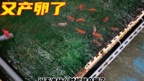 兰寿小金鱼产卵了 哔哩哔哩 兰寿小金鱼产卵了 哔哩哔哩