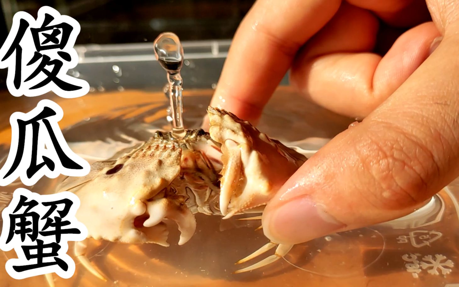 试养会喷水的傻瓜蟹,和杰尼龟喷起来不知道谁会赢?