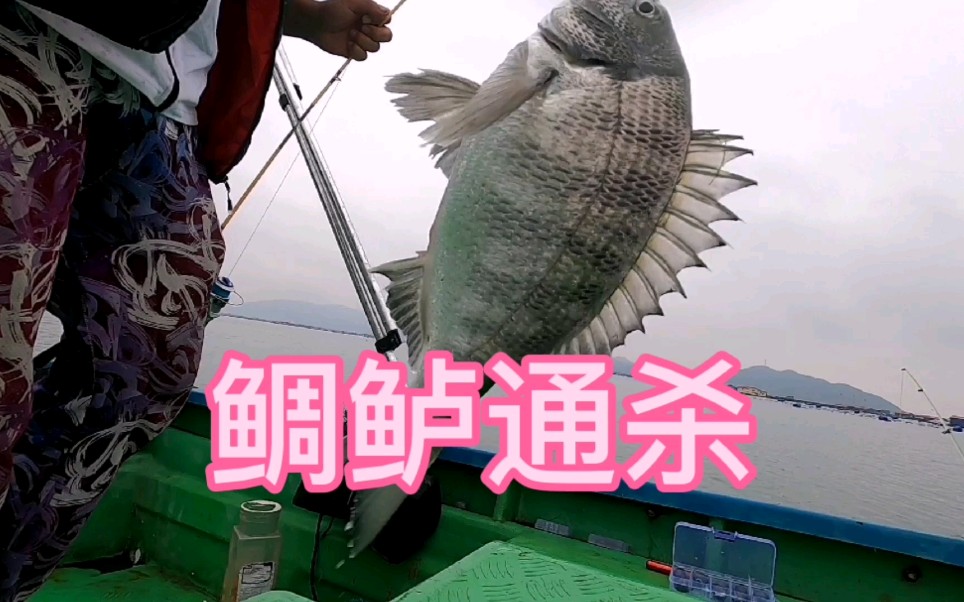 活动作品霞浦海钓黑鲷鲈鱼一锅端竿尖吃口明显船钓圣地深受钓友喜爱