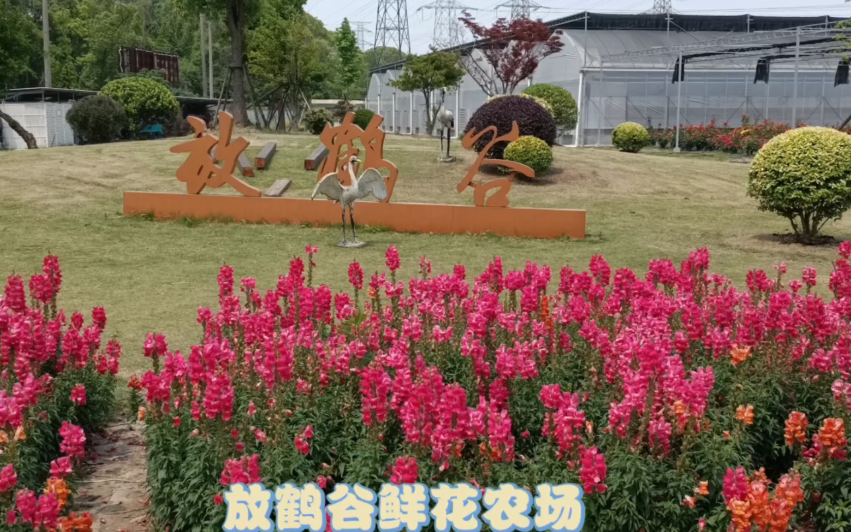 放鹤谷鲜花农场2