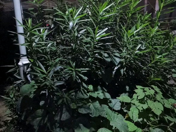 夜晚路灯下的植物和倒影哔哩哔哩bilibili