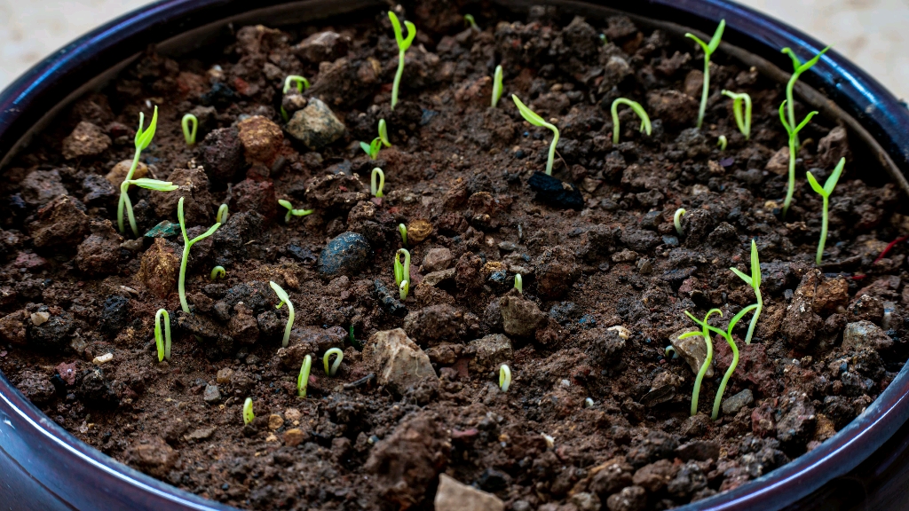 刚种的辣椒发芽了