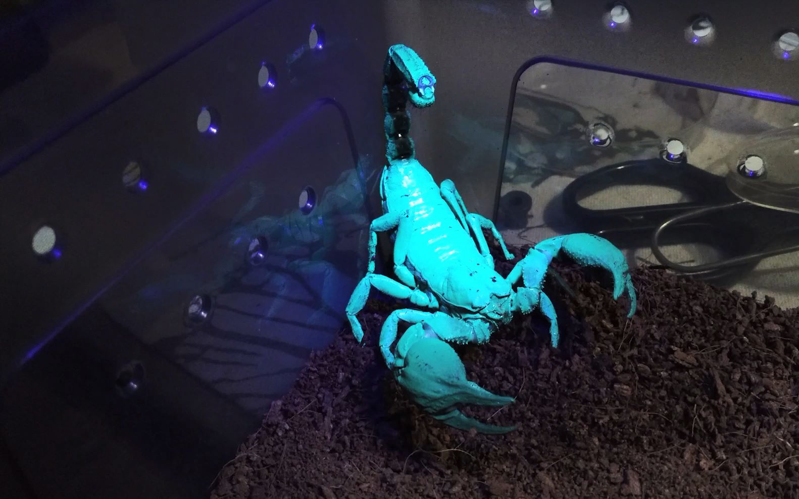 实测,蝎子在紫外线照射下具有荧光性