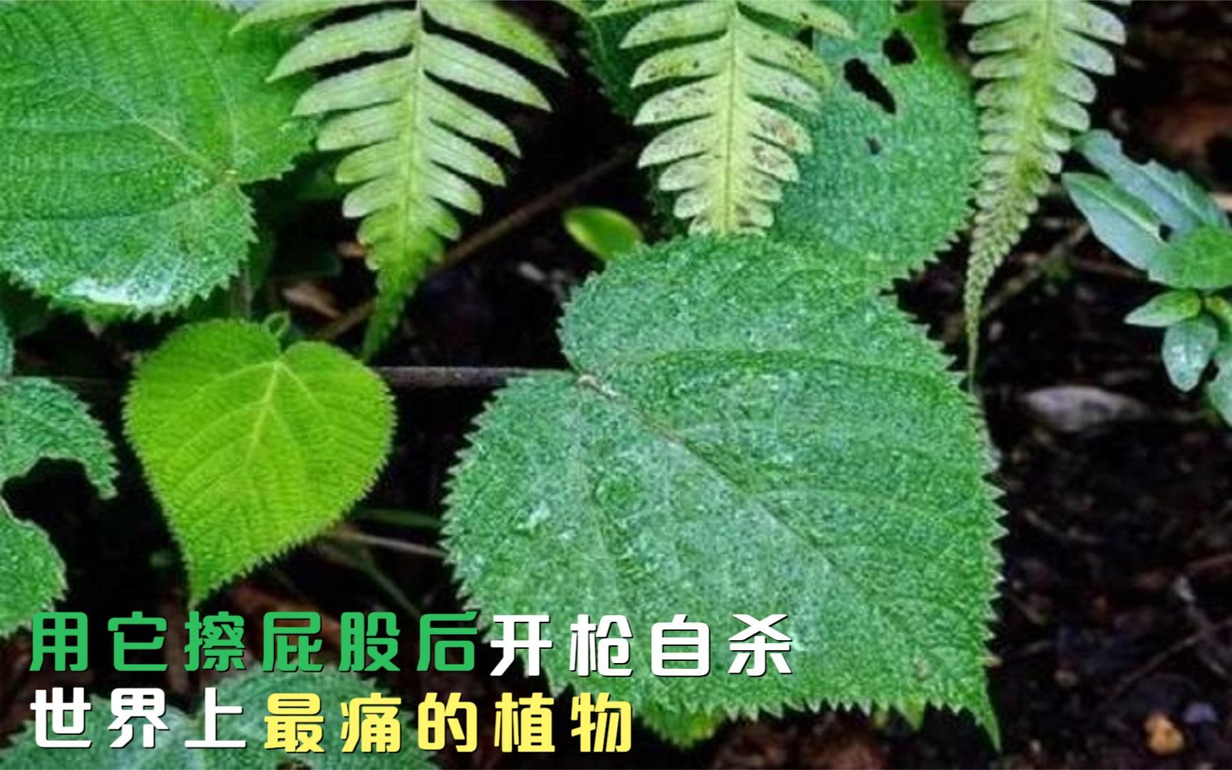 [图]用它擦屁股后开枪自杀，世界上最痛的植物，戴防毒面罩才能靠近