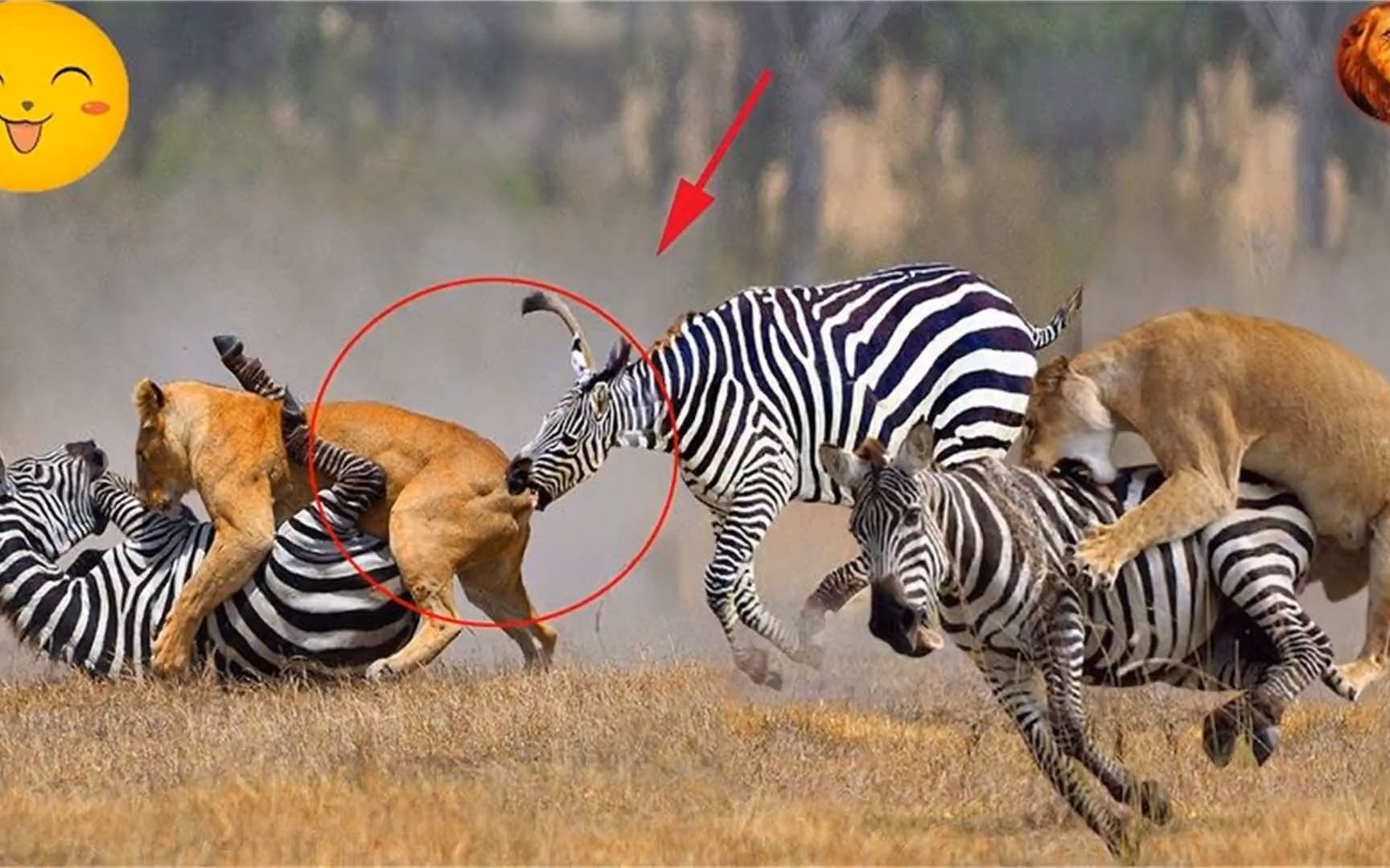 狮子vs斑马的10场戏剧性战斗-使用斑马全力摆脱狮子!