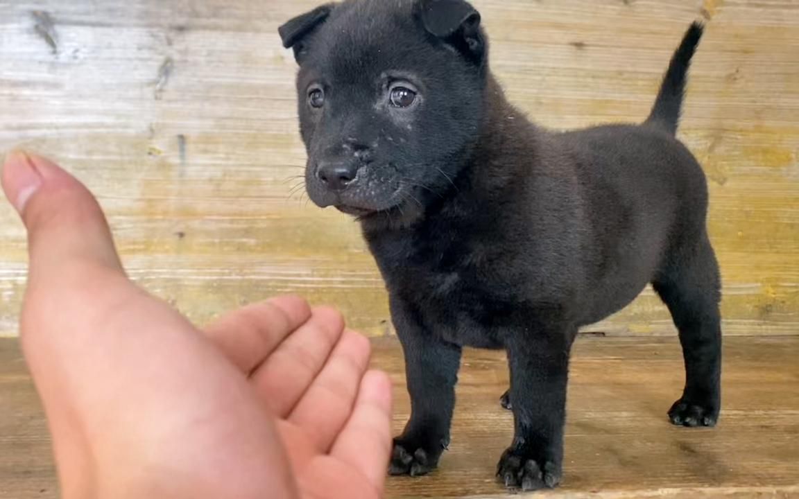 [图]一条小土猎五黑犬，这么小就会吼人长大后肯定是条不多的狗才