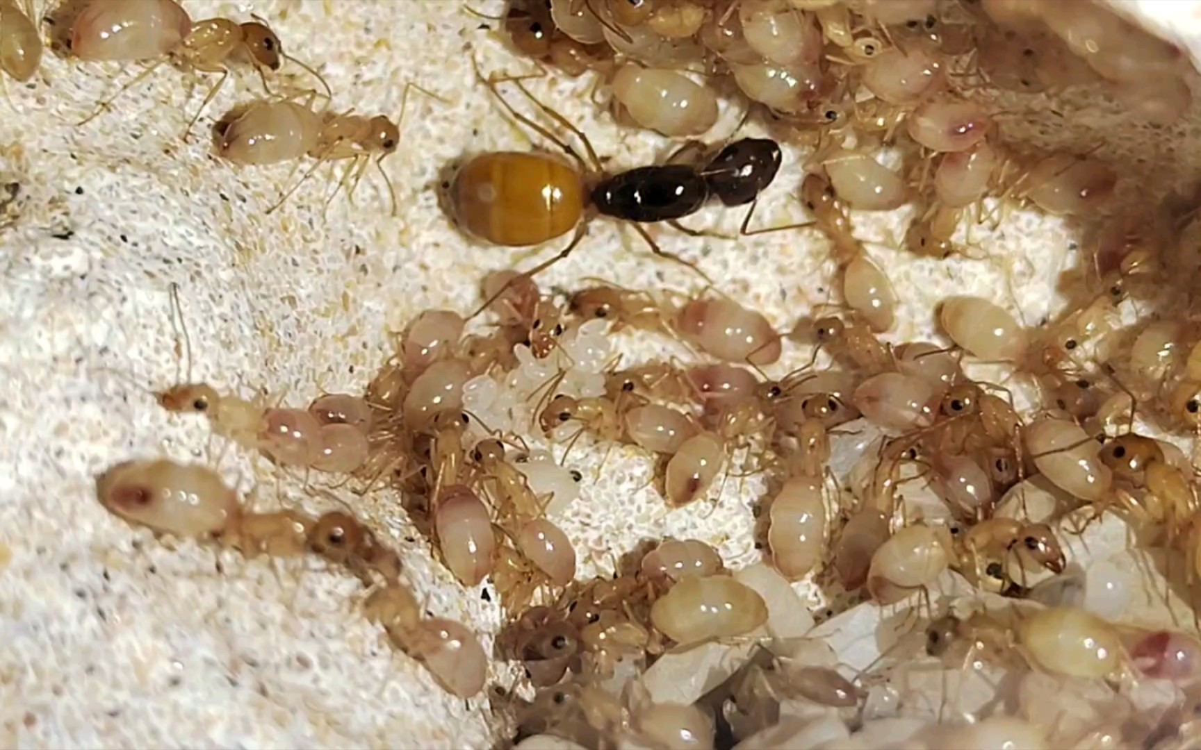 【黑金弓背蚁254天】