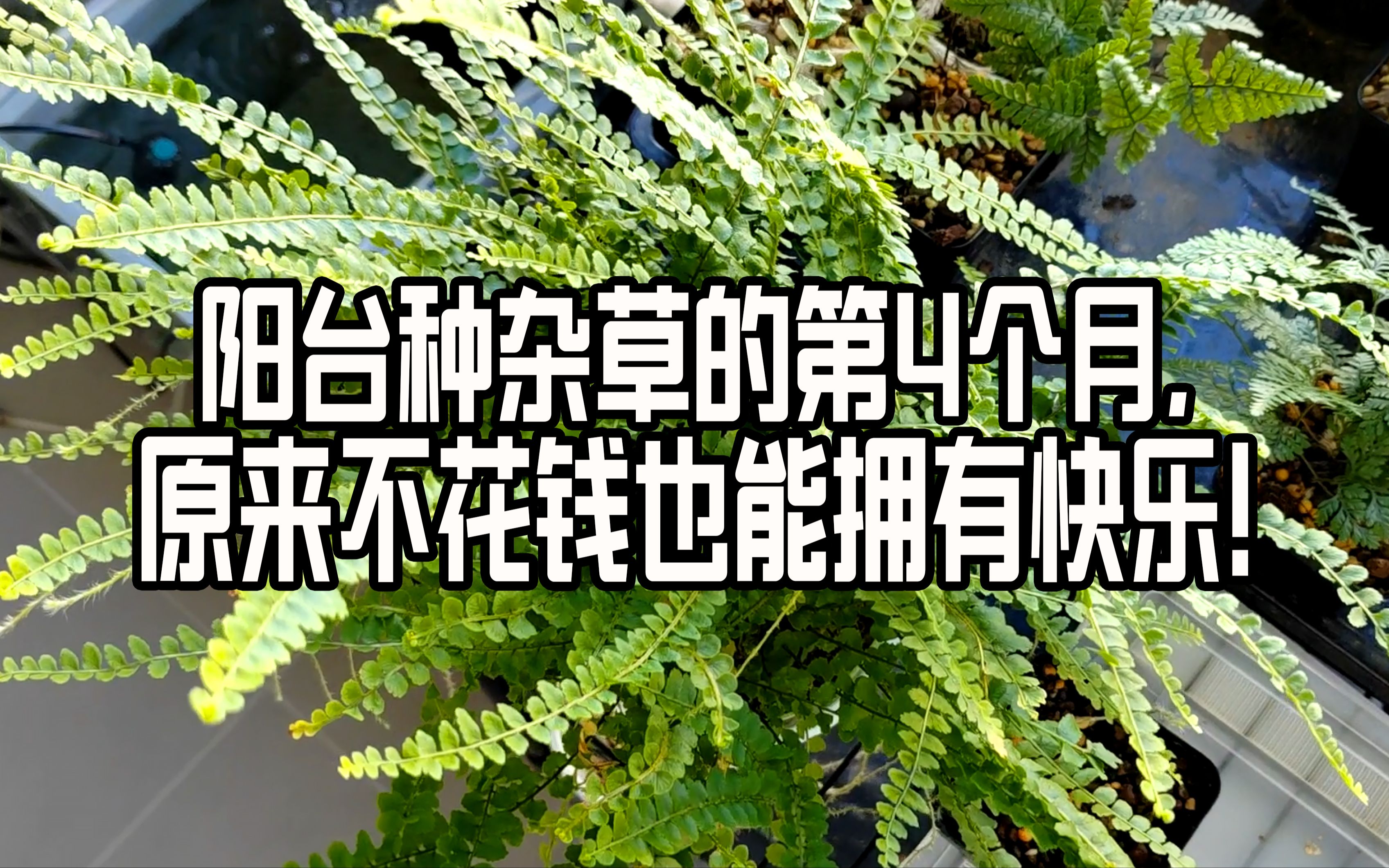 [图]阳台种杂草的第4个月，之前是谁说我种不活的！