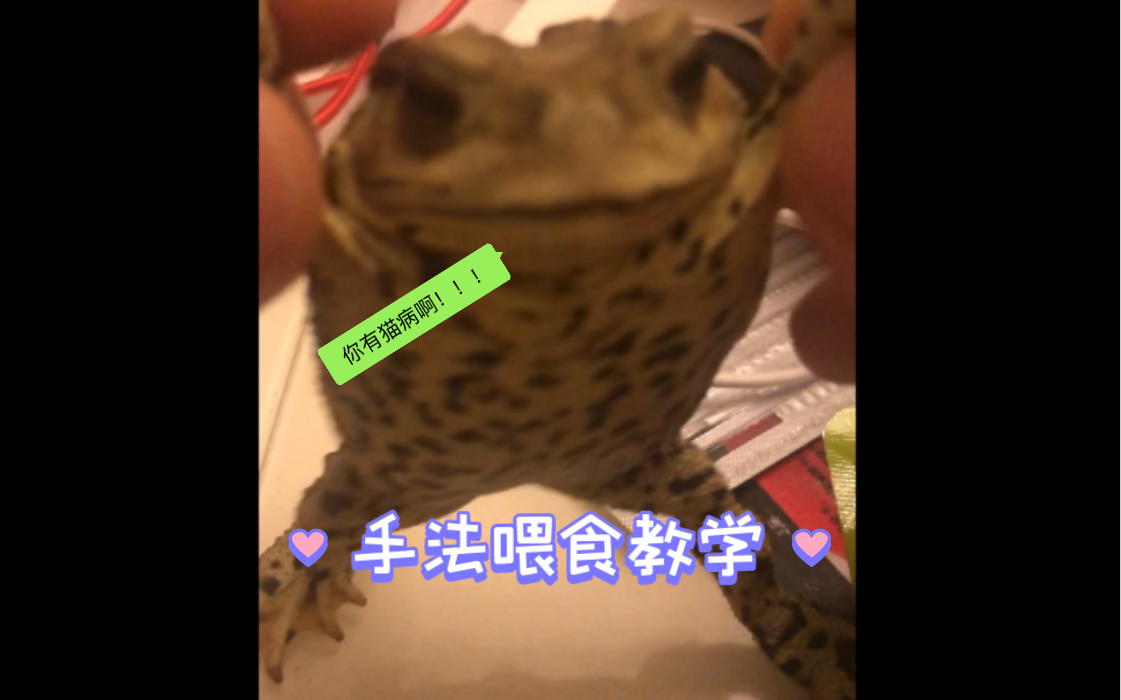 东方大蟾蜍无活食应急喂养手法哔哩哔哩bilibili