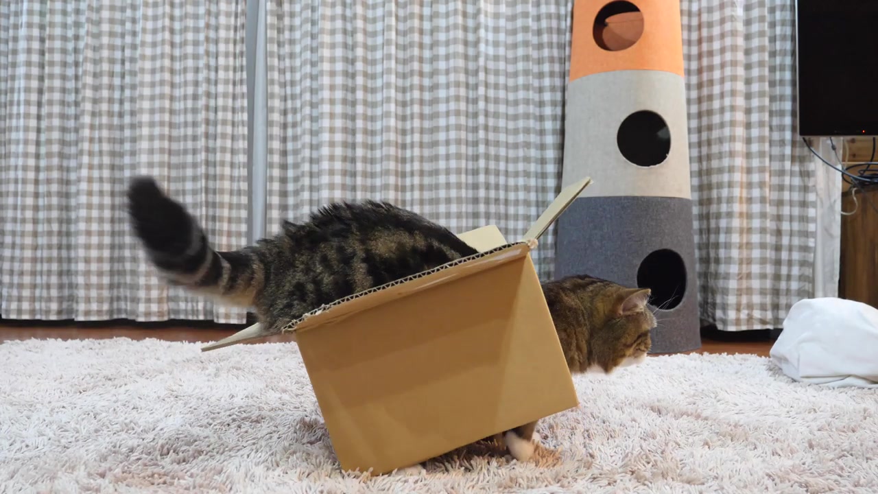 日本网友家的maru猫华丽变身,变身超级小盒子猫了,華