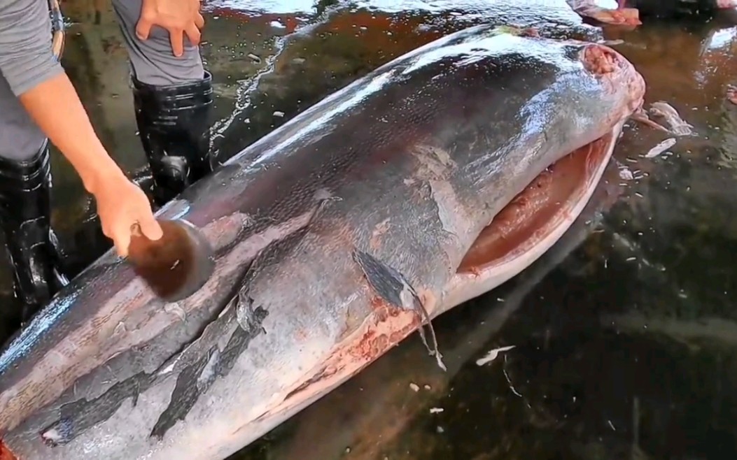 巨大的白旗鱼切割制作豪华生鱼片