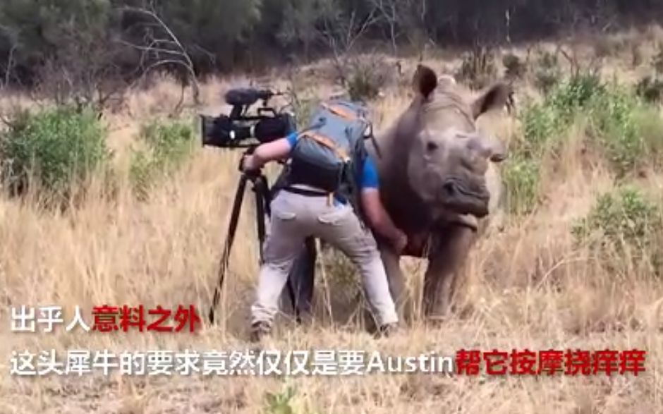 野生犀牛走到摄影师身边 它的要求让人不能拒绝哔哩哔哩bilibili