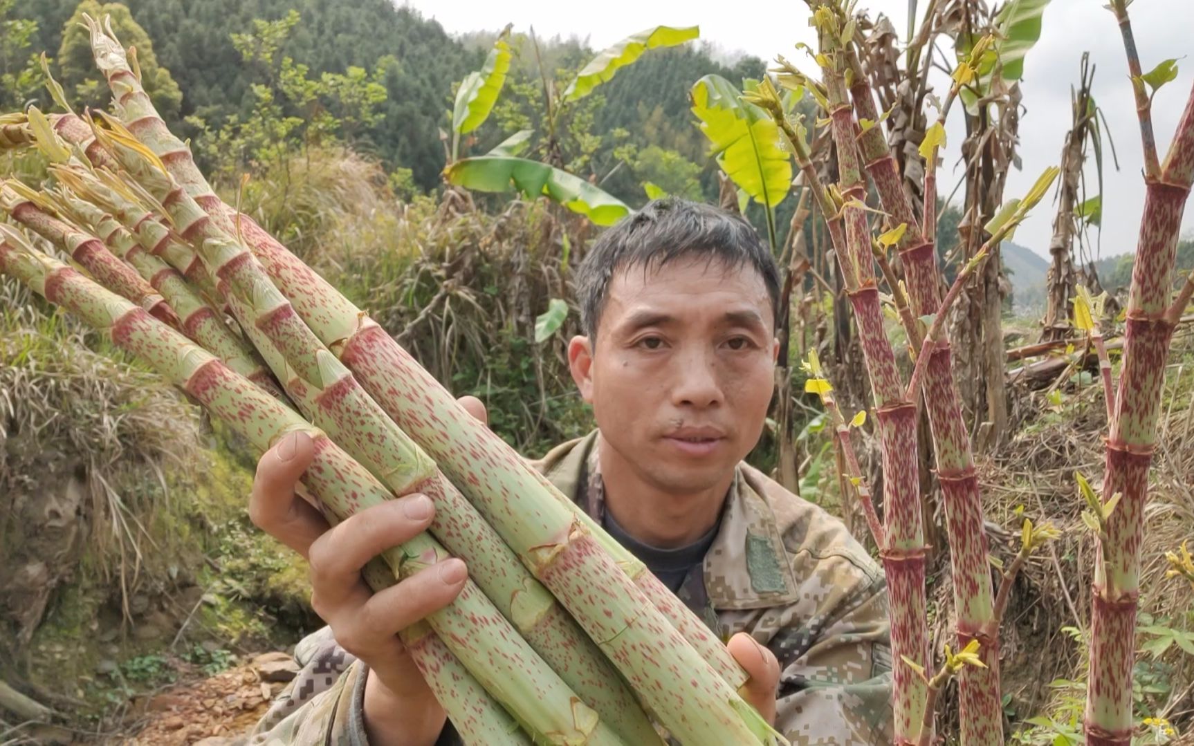 还记得小时候吃过的酸杆吗?大叔采来做菜吃,出锅流口水了