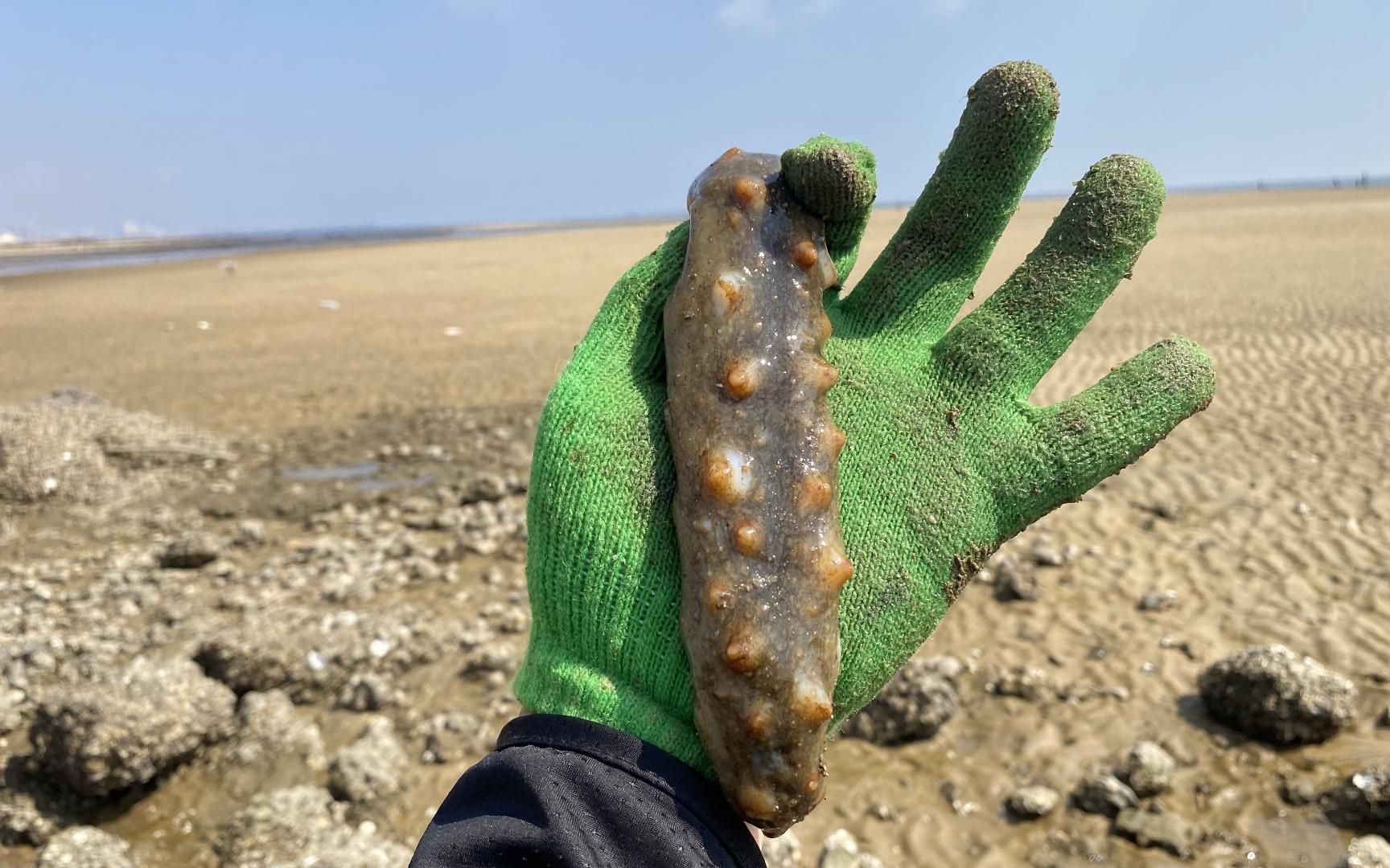 半夜赶海大丰收,猫眼螺抓了一桶,还有一片海玉米