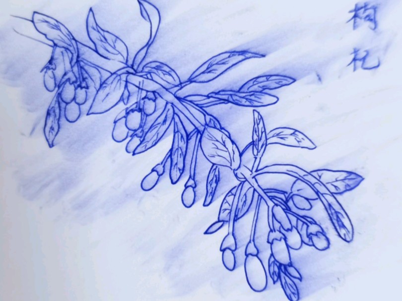 本草纲目植物手绘——枸杞