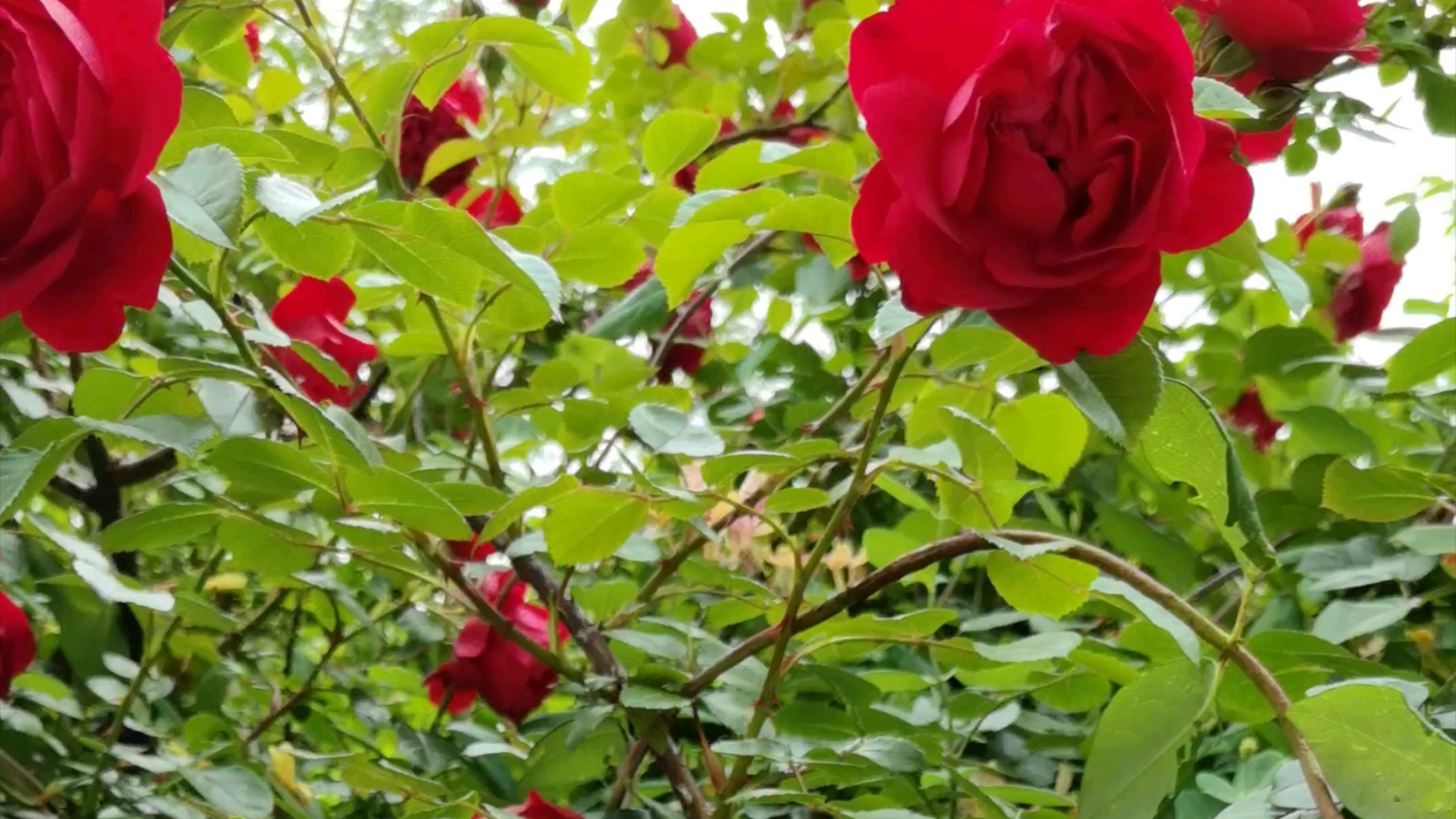小桥流水,美丽花朵,盛开鲜花!美丽动人!