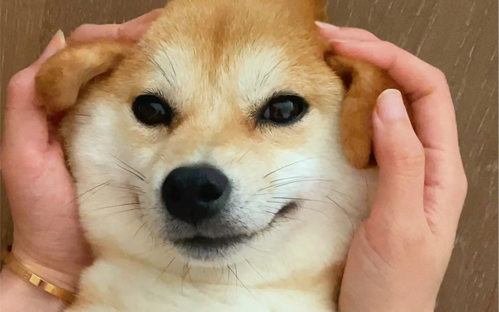 柴犬的脸蛋到底能有多好捏