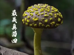 Descargar video: 发现最美蘑菇头第四期！