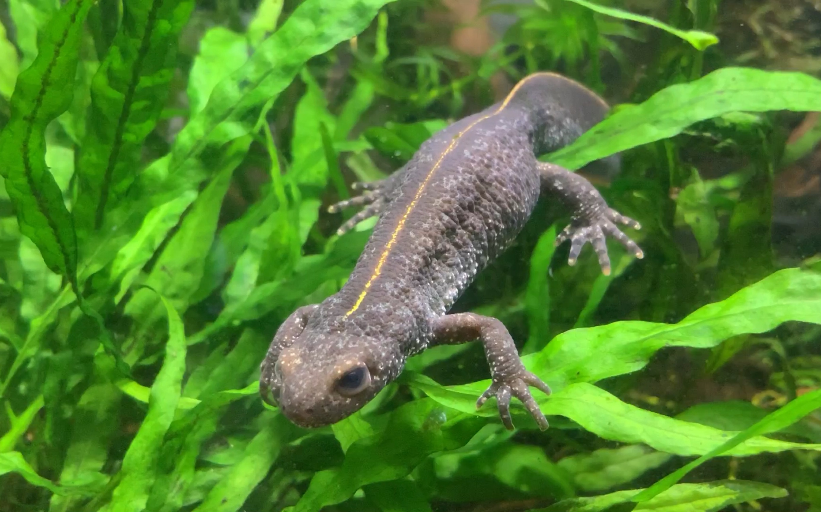 意大利冠欧螈17cb原色母肥美说的就是这种吧