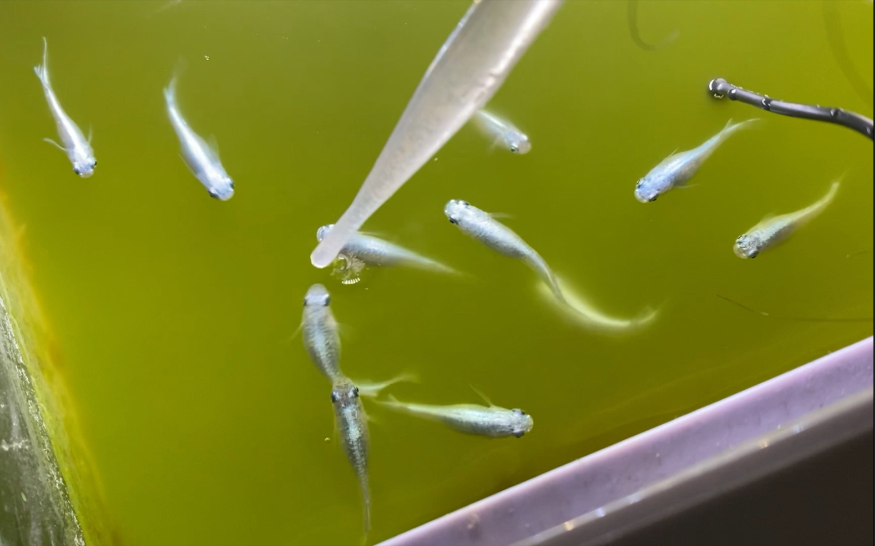 【观背青鳉】吃虾虾