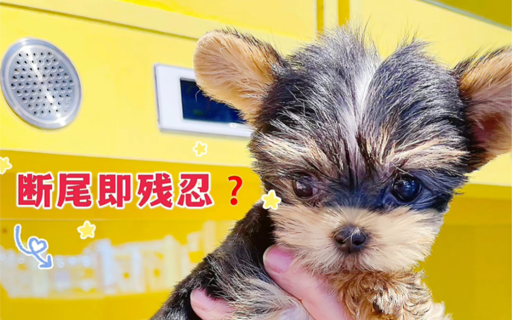 断尾即残忍71磕磕约克夏犬断尾的56615大好处6015(上)