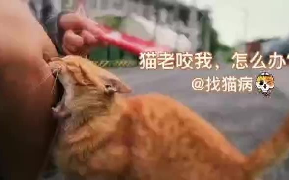 猫老咬我,怎么办?哔哩哔哩bilibili