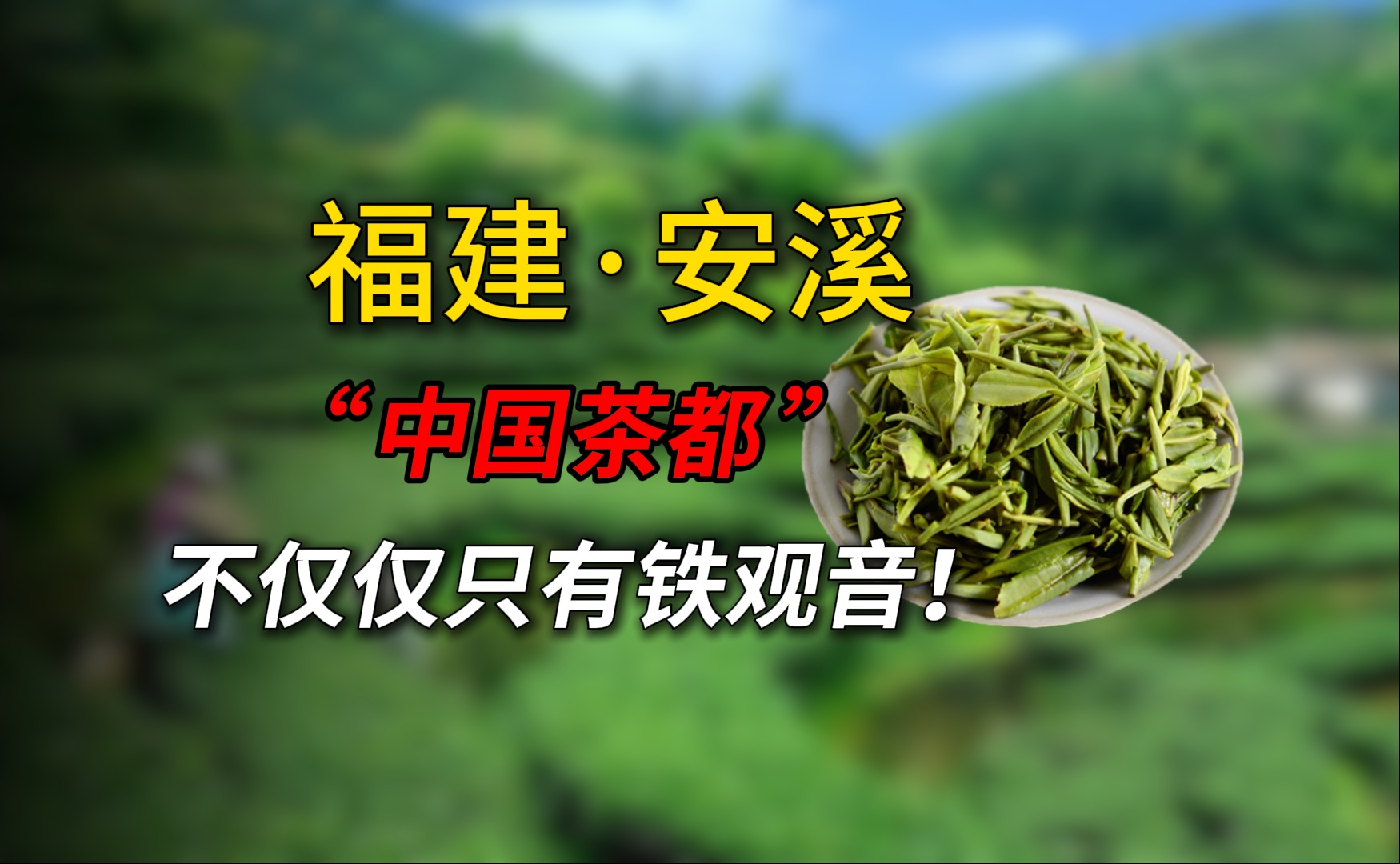 【第52期】啥?茶叶居然有这么多“门道”?来看看“中国茶都”福建安溪!哔哩哔哩bilibili