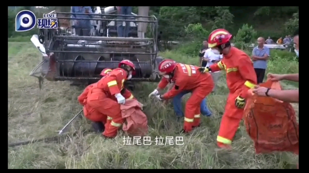 [图]你见过大蛇拉屎吗？水稻收割机与巨蟒惊魂