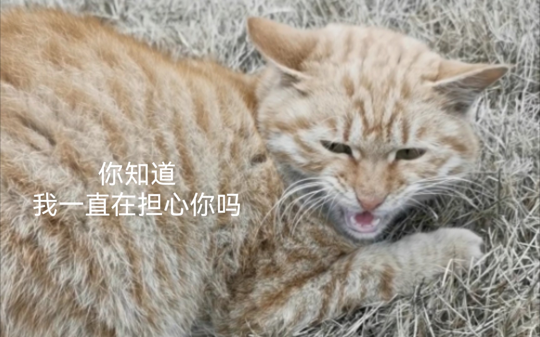 小橘猫猪咪的咆哮记 总是看不见你 我会很担心的