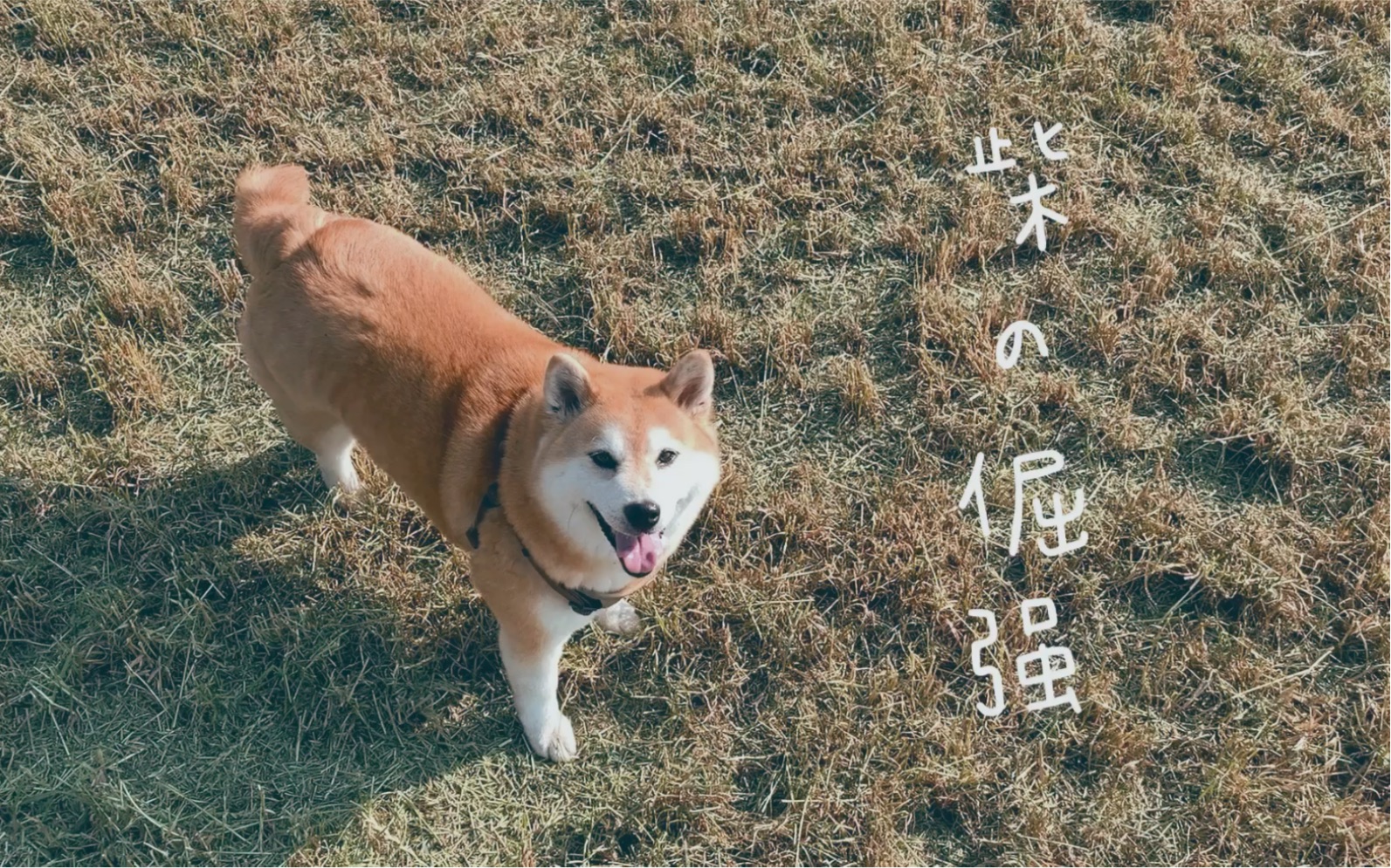 【柴犬】柴之倔强