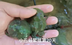 下载视频: 小丑蛙繁殖第20天，蛙类饲养员，爬宠爱好者，角蛙繁殖户