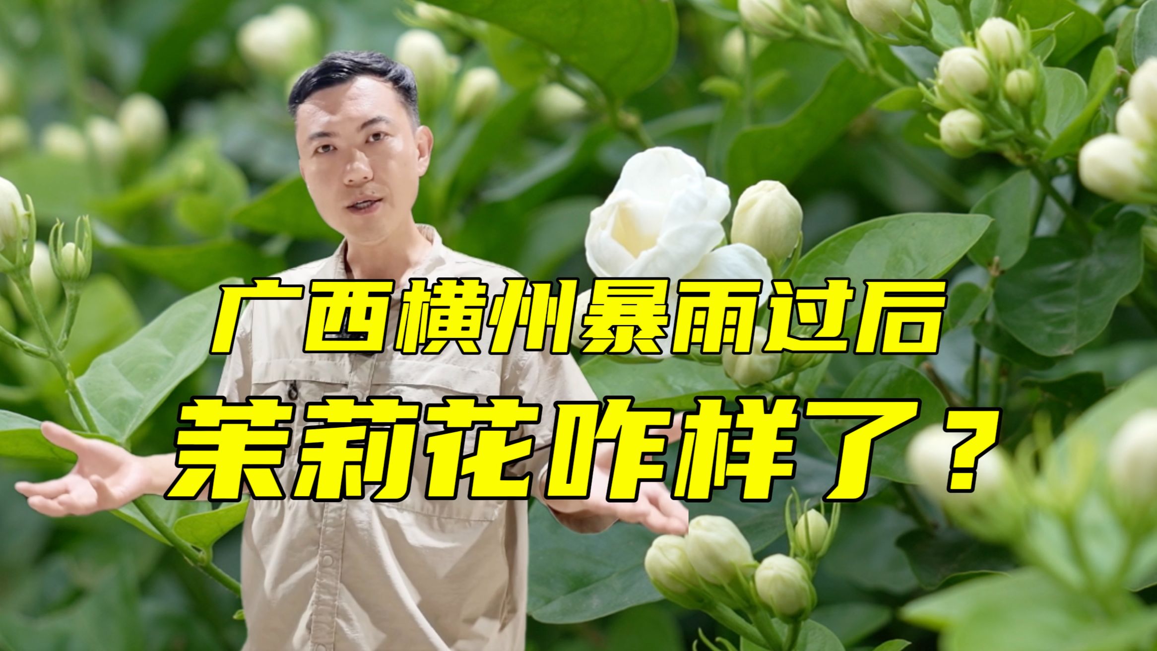 央视探访广西横州受灾茉莉花田 花农和花都还好吗？【主播说三农】