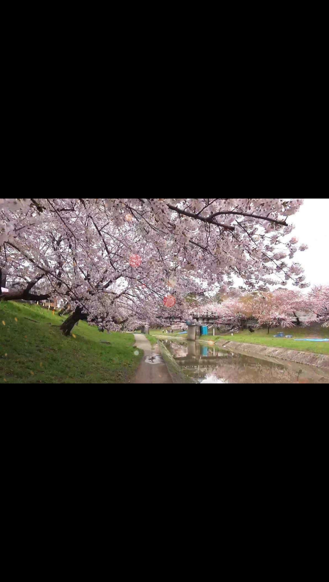 暢遊全國,岡崎公園的櫻花盛景,好漂亮.#日本 #櫻花