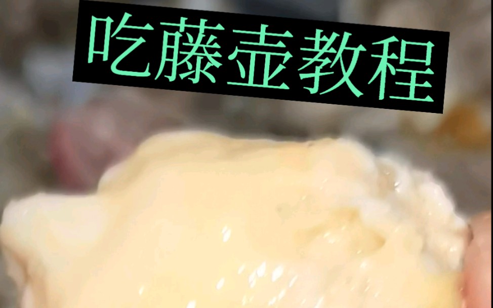 粉丝说天天看我赶海敲藤壶，不知道怎么吃。藤壶这样吃真的好方便，大家快学起来 - 哔哩哔哩