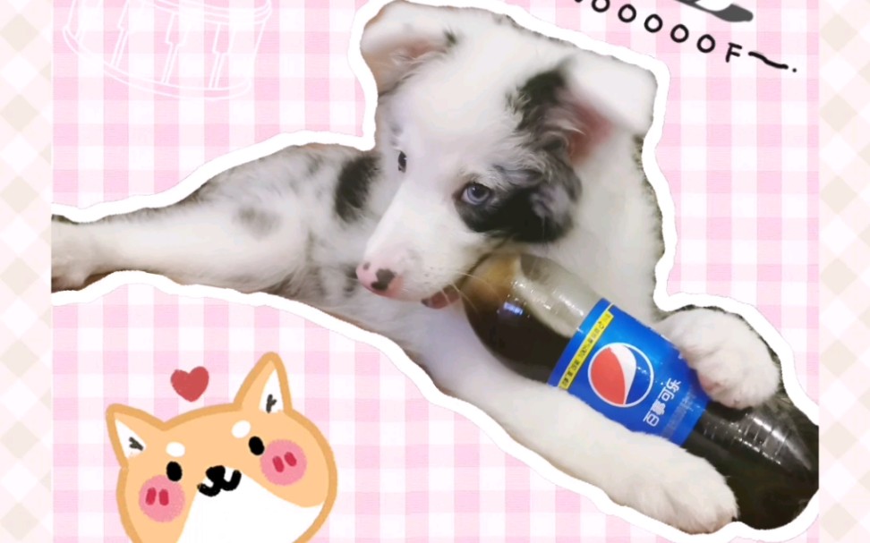 陨石边牧一只叫奶茶的陨石边牧妹妹十分想喝可乐的样子