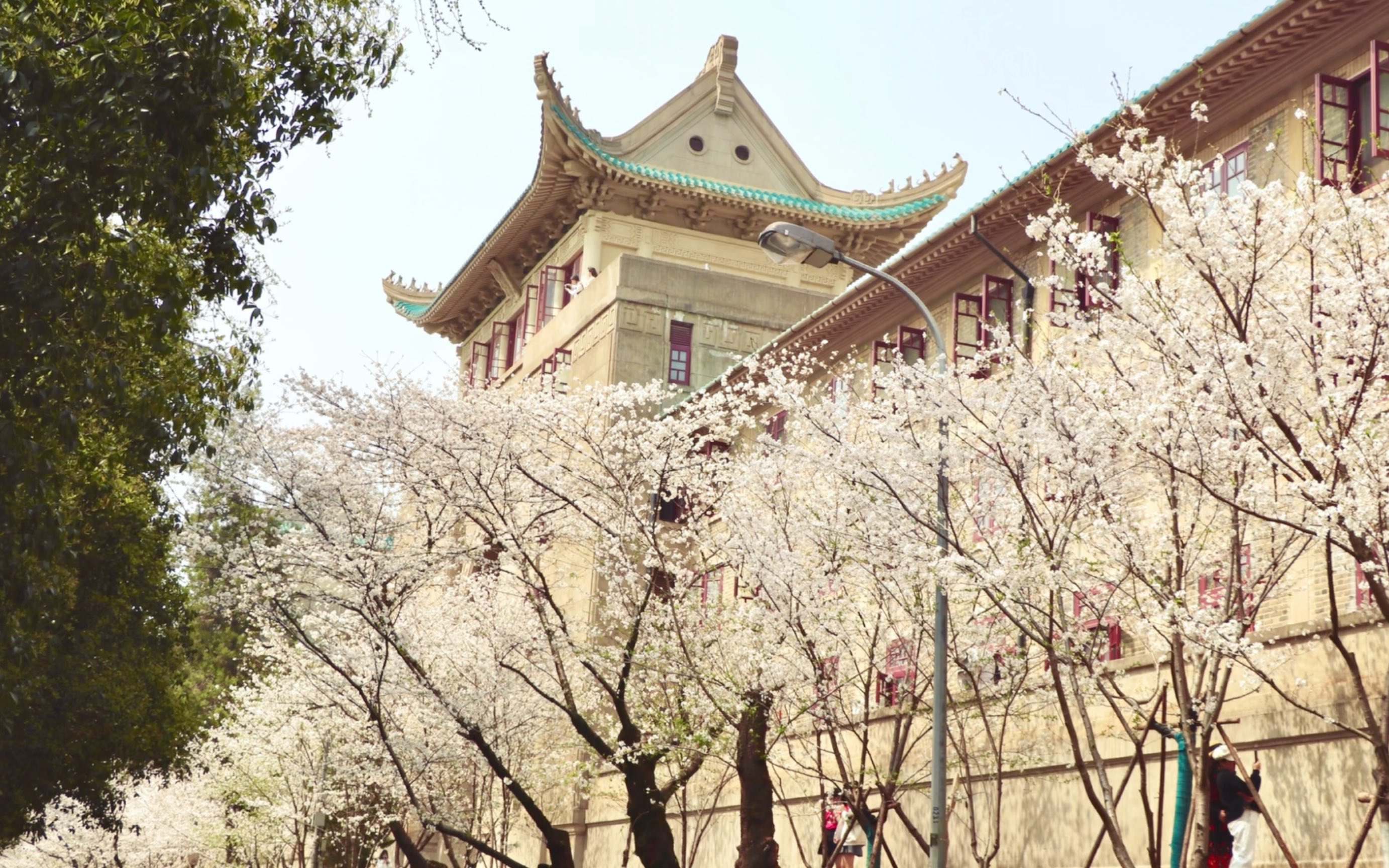 武汉大学云赏樱