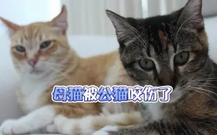 Download Video: 母猫被公猫咬伤了