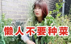 Descargar video: 为什么种菜成了我的噩梦，参观下我惨不忍睹的菜园。。。。