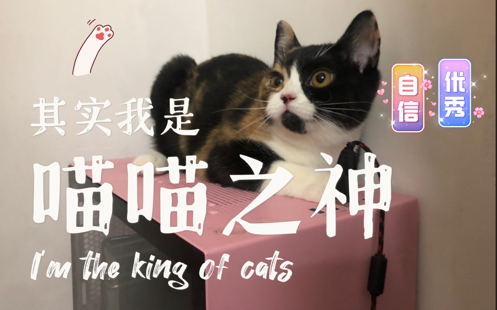 [图]我不是舔猫，是喵喵之神——喵坤！