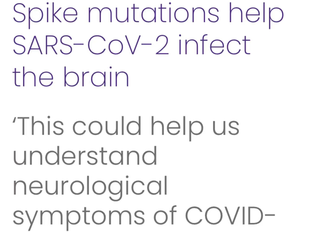 Northwestern(西北大学):刺突蛋白突变有助新冠感染大脑(文章翻译在简介)哔哩哔哩bilibili