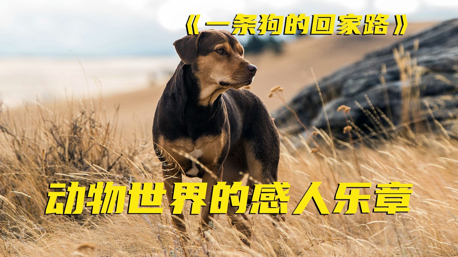 2年跨越600公里!我竟然从狗身上学到了成长的真谛!治愈又励志-长片短解-长片短解-哔哩哔哩视频
