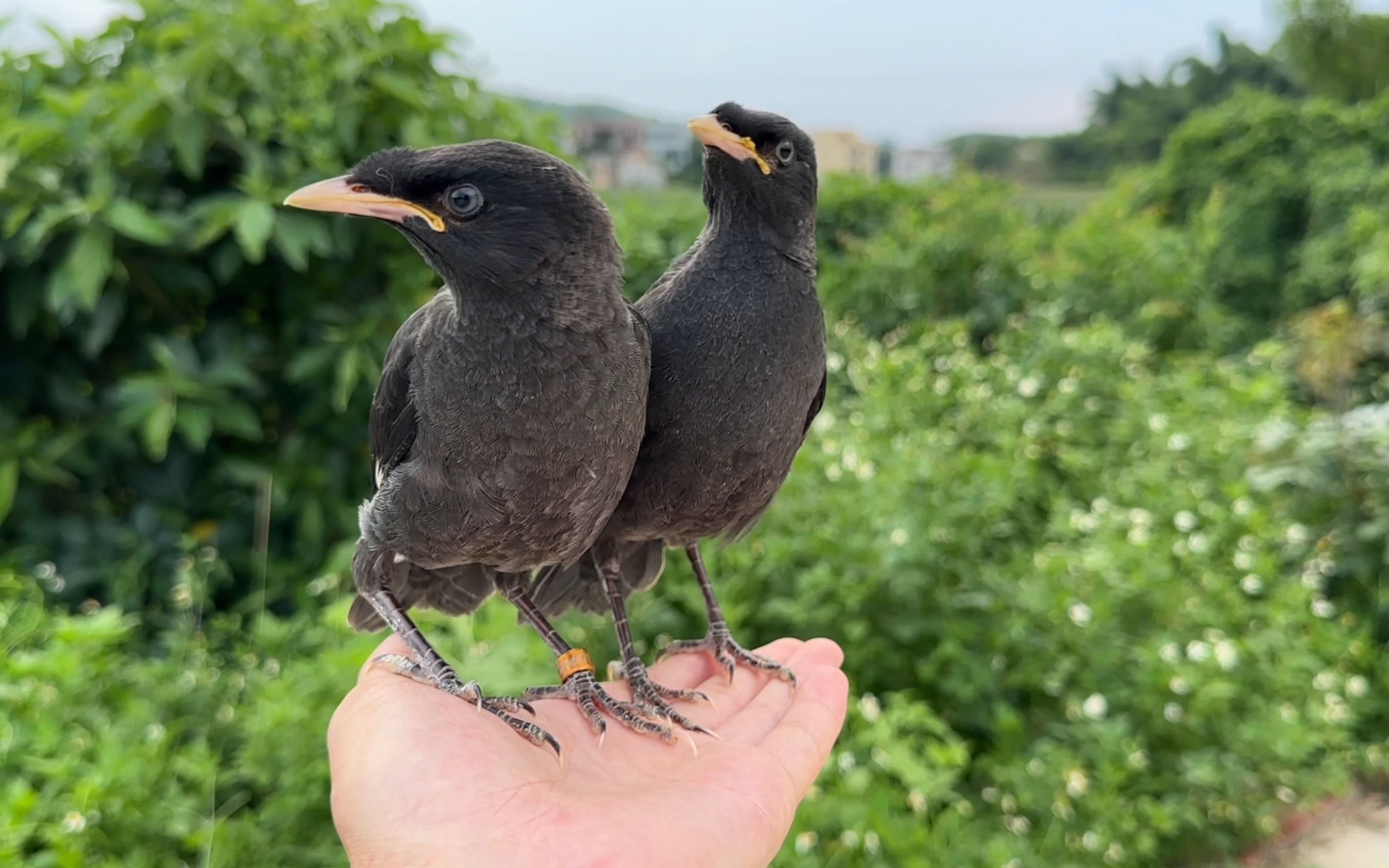 刚长齐羽毛的小八哥太喜欢飞了