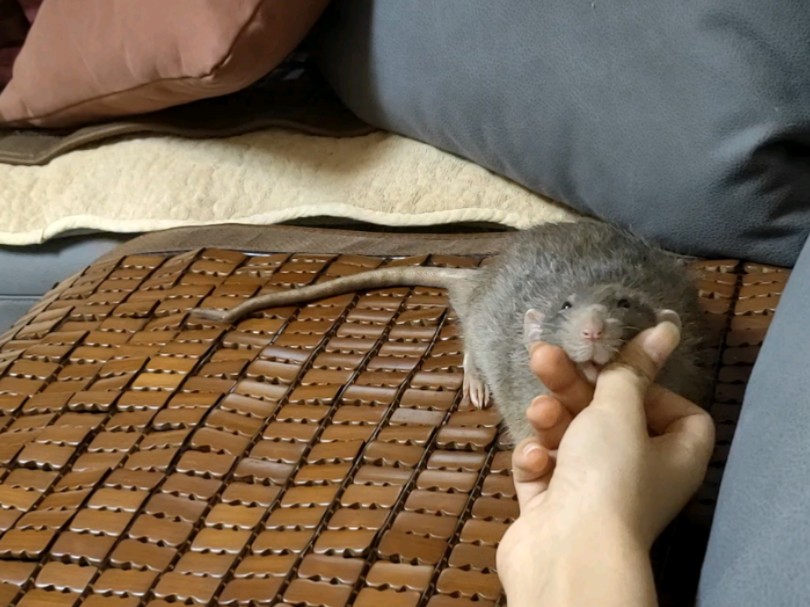 大肥黏人精耗子