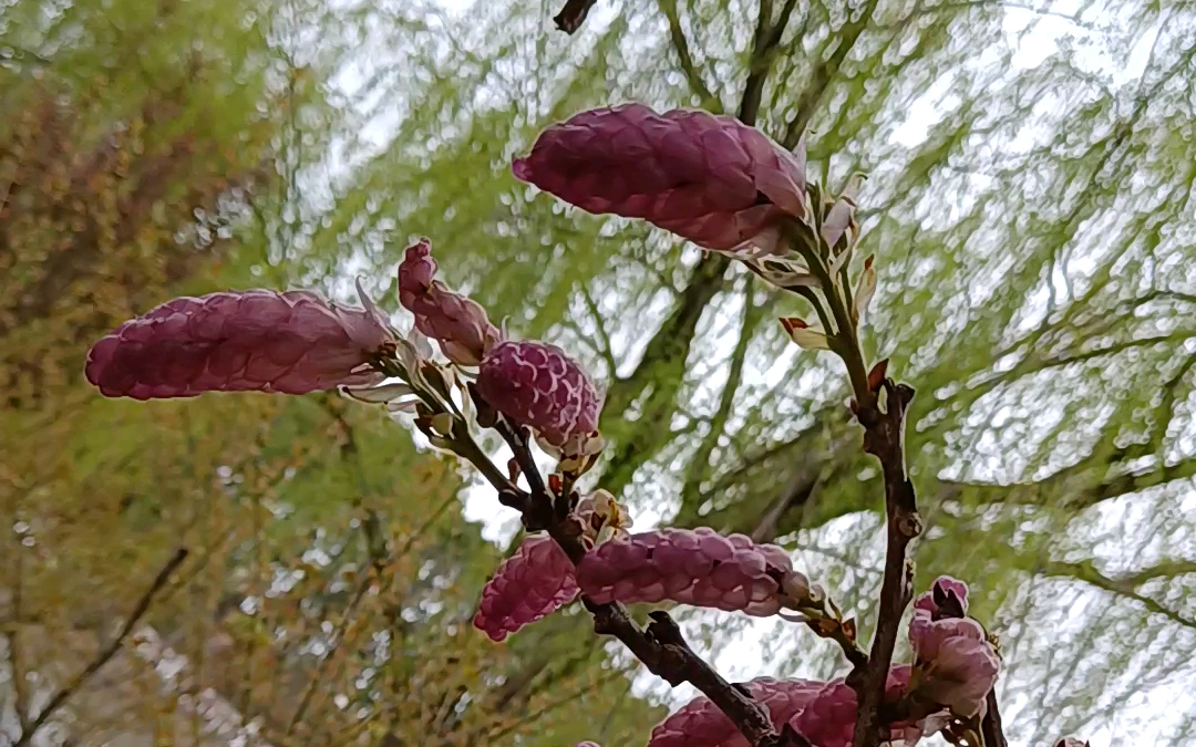 紫藤花苞,原来紫藤绽放前是这样的呀,新奇(2977667729)77