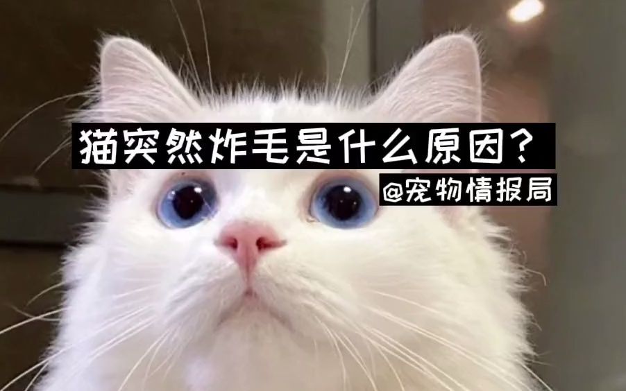 猫咪突然炸毛是什么原因?哔哩哔哩bilibili